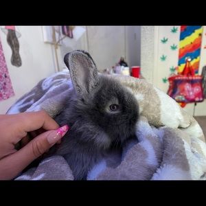 Meet your Posher, Nevaeh